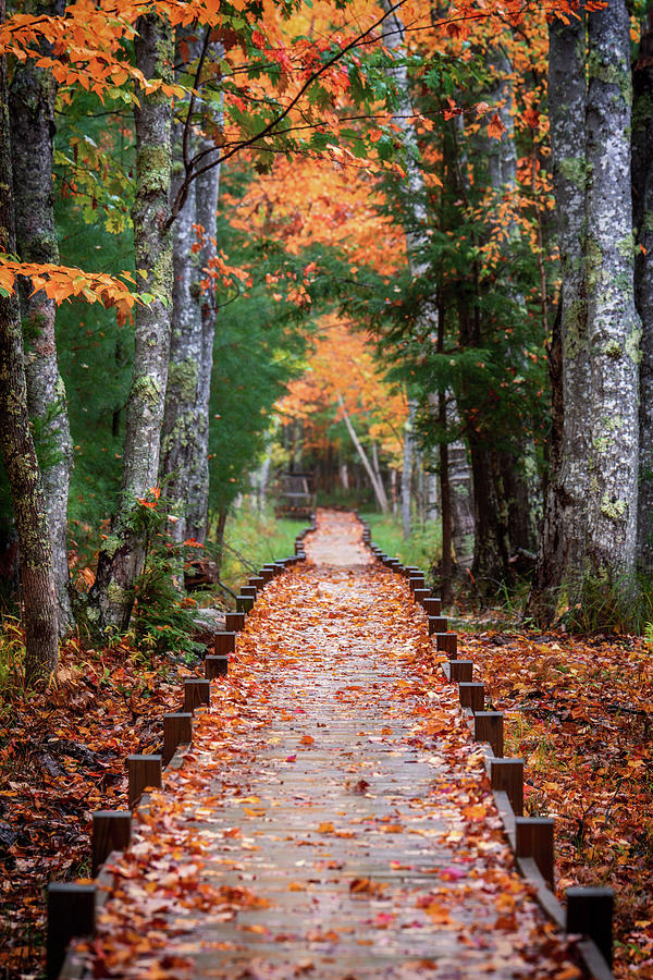 Autumn at Jesup Path by Jesse MacDonald Autumn at Jesup Path by Jesse MacDonald