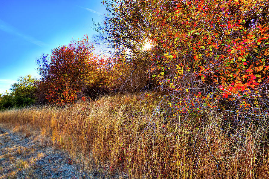 Autumn at Magpie Forest Photograph by David Patterson