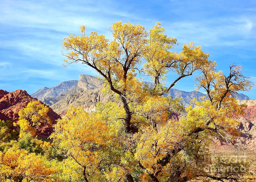 Autumn at Red Rock Photograph by Beth Myer Photography