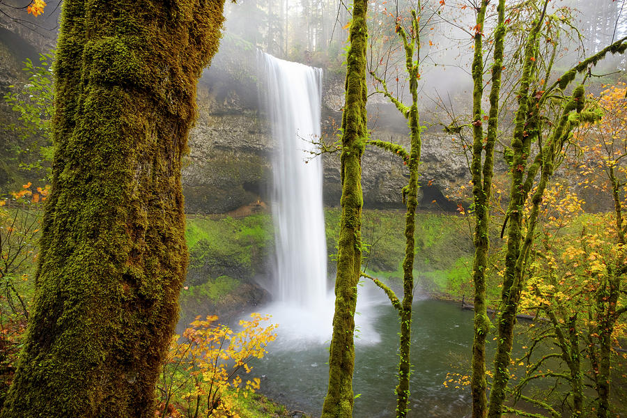 Autumn at Silver Falls State Park Photograph by Nicole Young