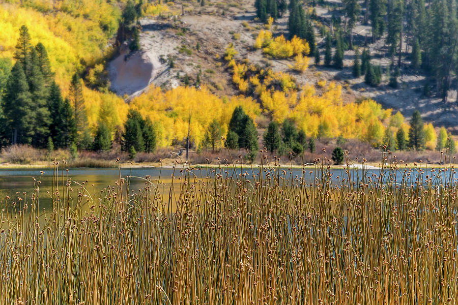 Autumn at Sotcher Lake Photograph by Kelley King