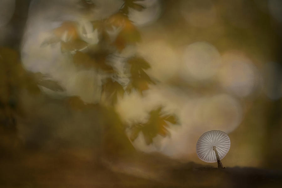 Mushroom Photograph - Autumn Atmosphere by Nel Talen