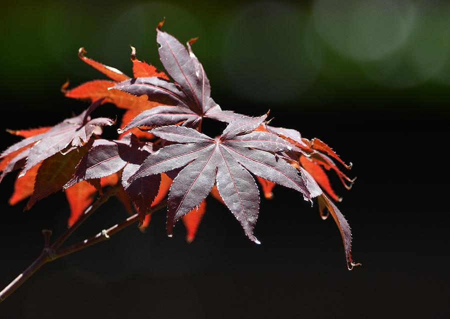 Nature Photograph - Autumn Aura by Fraida Gutovich
