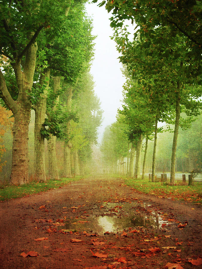 Autumn Avenue Photograph by Juste Pixx