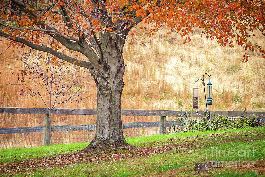 Autumn Backyard Photograph by Kathy Sherbert