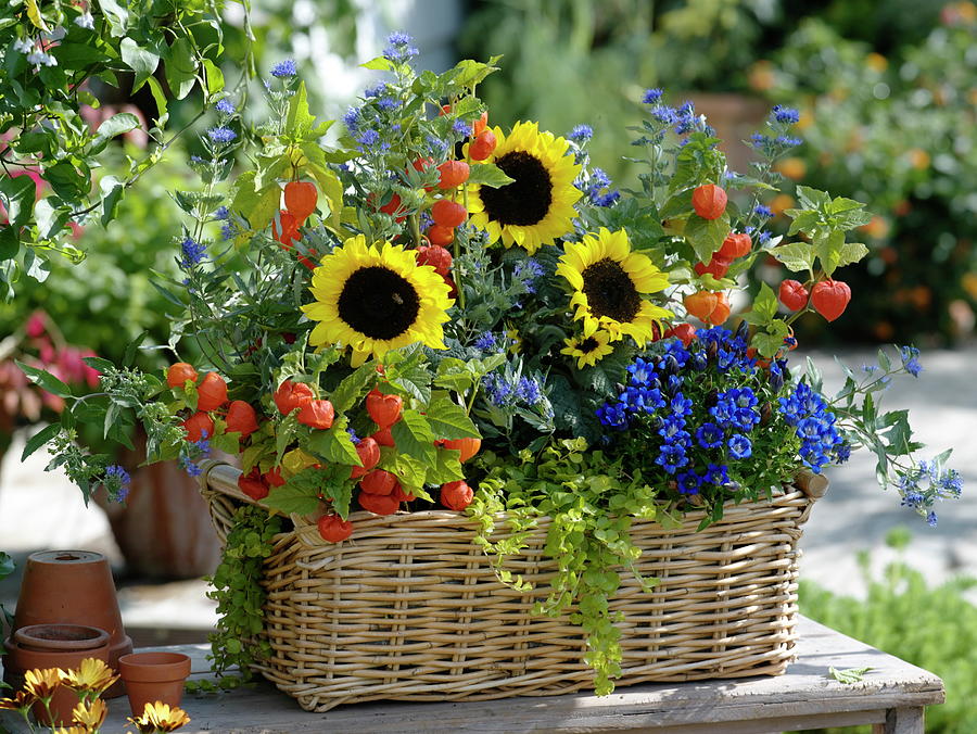 Autumn Basket With Sunflowers And Perennials Photograph by Friedrich Strauss