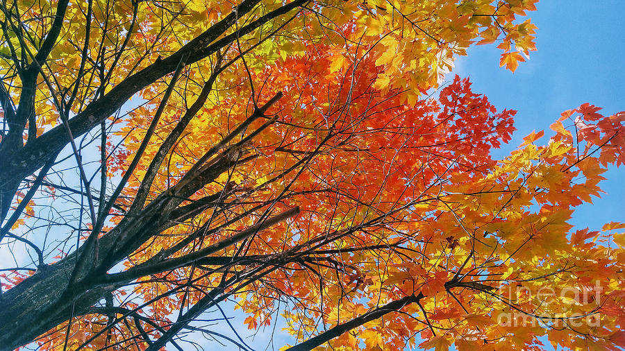 Autumn Beauty Photograph by Amy Dundon