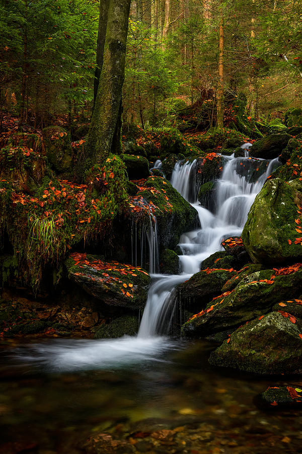 Autumn Beauty Of Black Stream Photograph by Petr Pazdrek