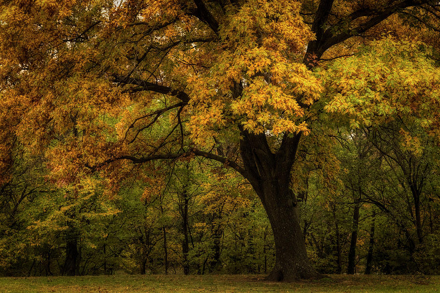 Autumn Beauty by Scott Bean Autumn Beauty by Scott Bean