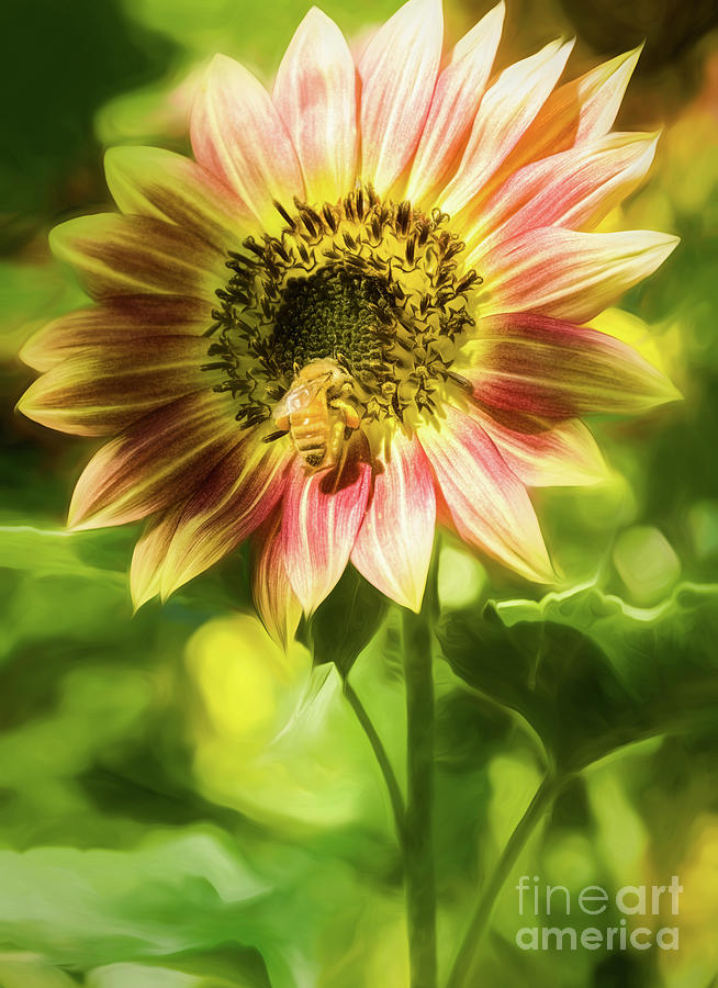 Autumn Beauty Sunflower and Bee Mixed Media by Mellissa Ray