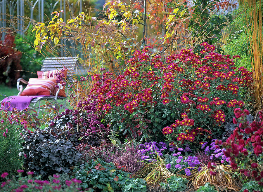 Autumn, Bed, Seat, Perennials, Woody Plants Photograph by Friedrich Strauss