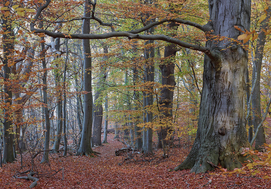 Autumn Beech Forest, Island Of Rgen Island Of Vilm, Germany Mecklenburg-western Pomerania Photograph by Thomas Grundner