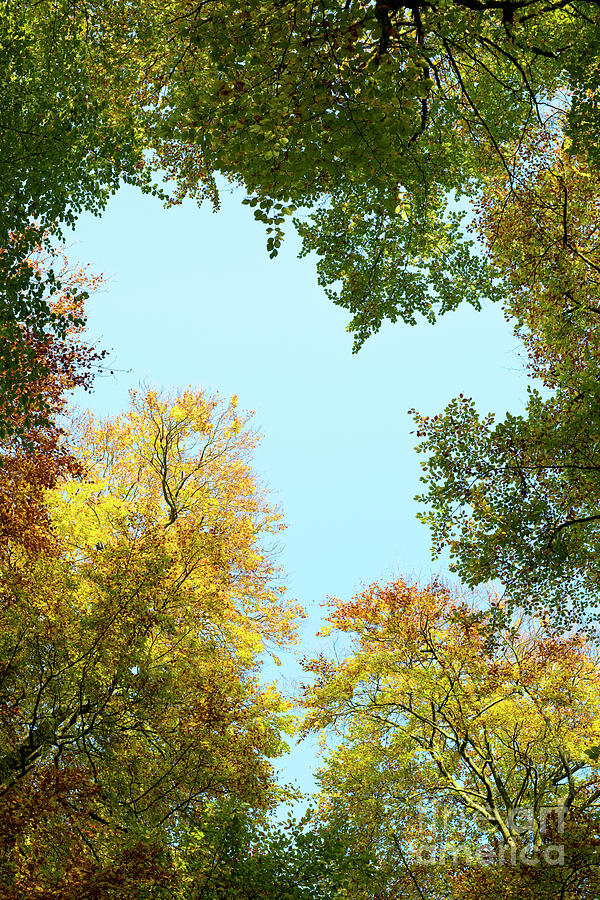 Autumn Beech Heart Canopy Photograph by Tim Gainey