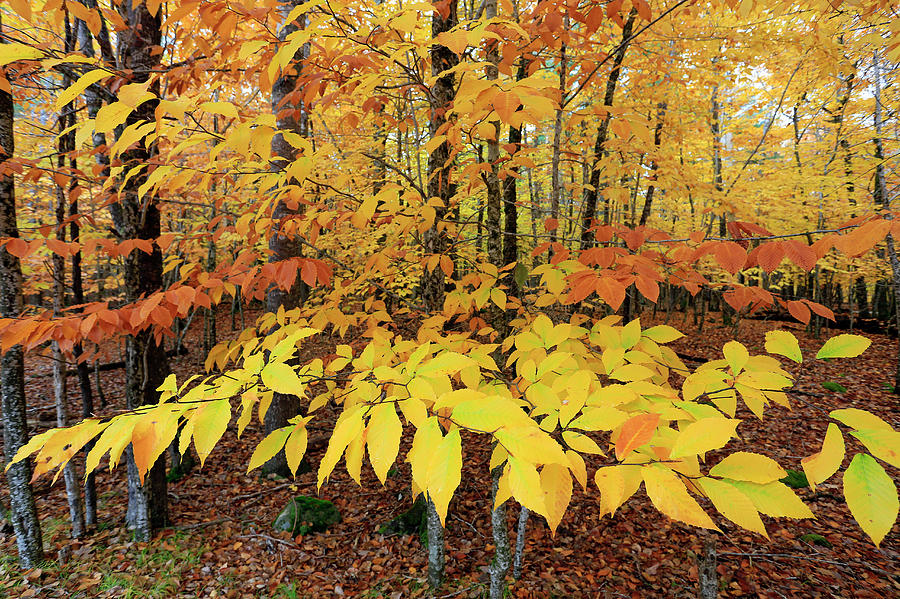 Autumn beech leaves Photograph by Gary Corbett