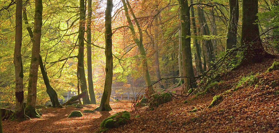 Autumn Beech Woods, Birks Oaberfeldy Photograph by Kathy Collins