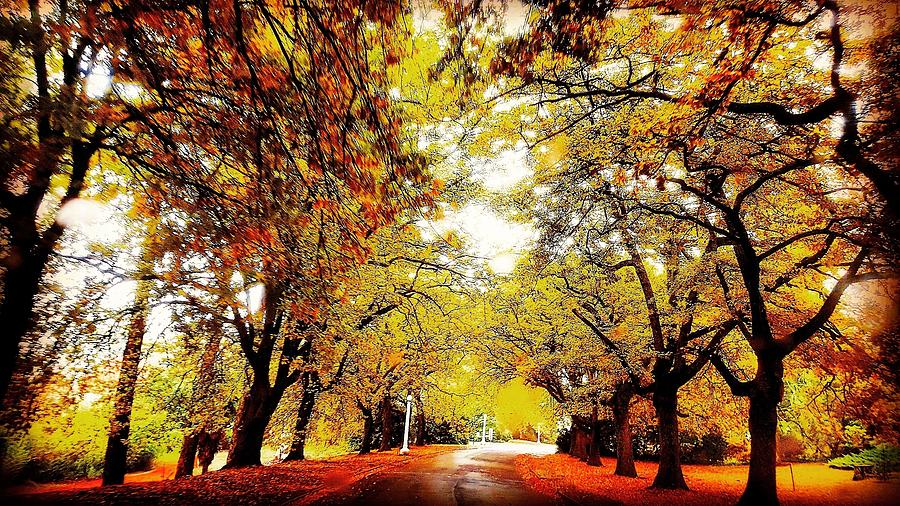 Autumn beechworth  Pyrography by Glen Johnson