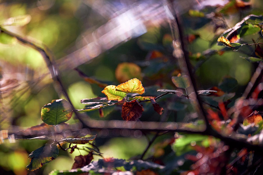 Autumn Beginnings Photograph by Whitney Goodey