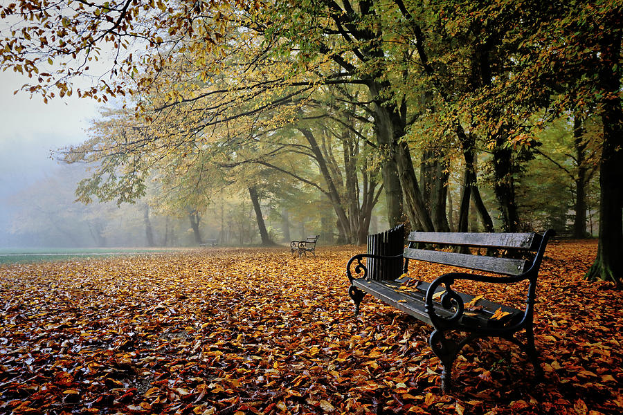 Autumn Bench Photograph by Bojan Bencic