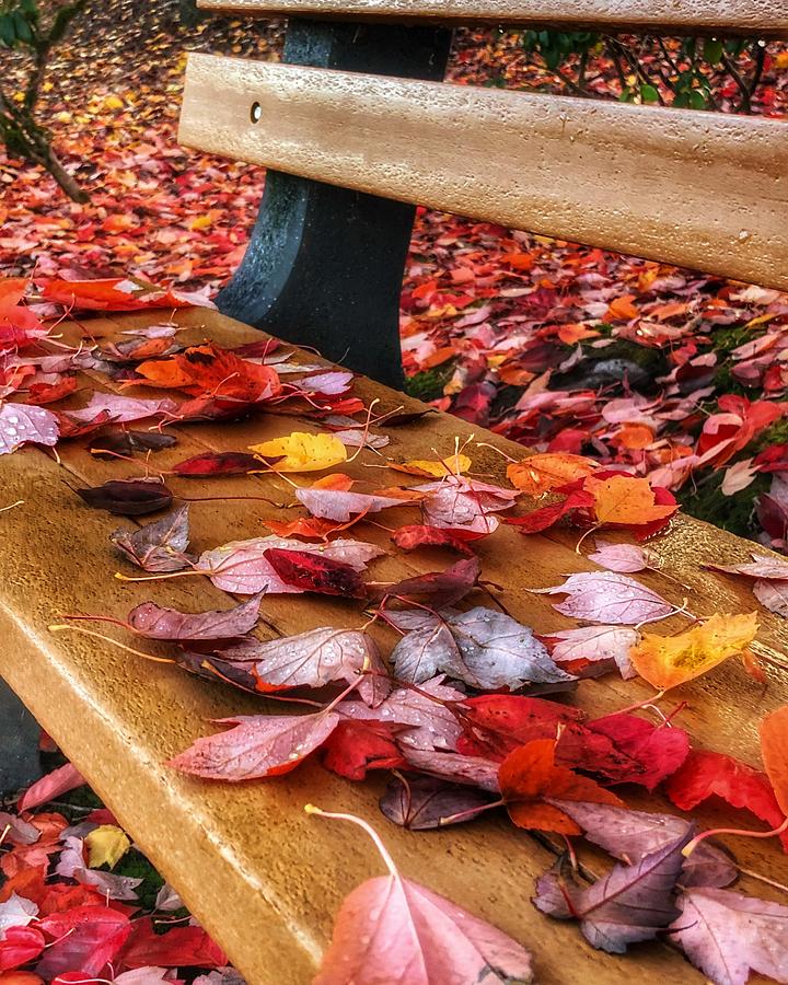 Autumn Bench Photograph by Bonnie Bruno