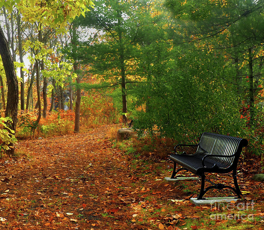 Autumn Bench  Photograph by Raymond Earley