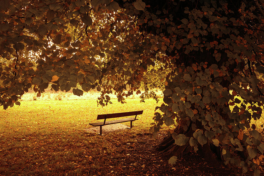 Autumn Bench Photograph by Svetlana Sewell - Fine Art America