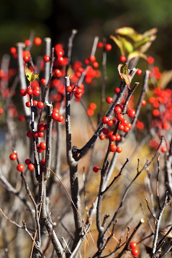 Autumn Berries Photograph by Yelena Strokin