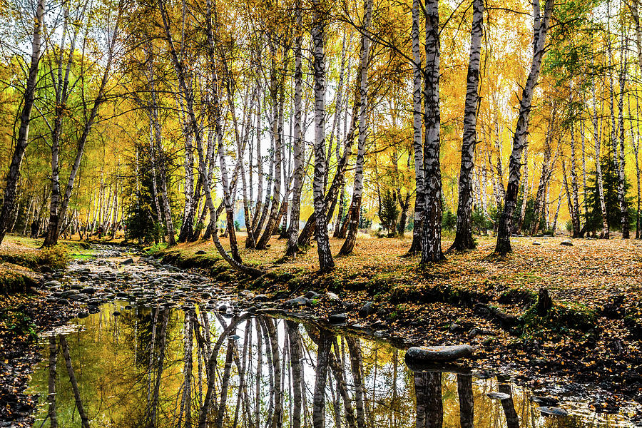 Autumn Birch Forest, Hemu, Xinjiang Photograph by Feng Wei Photography