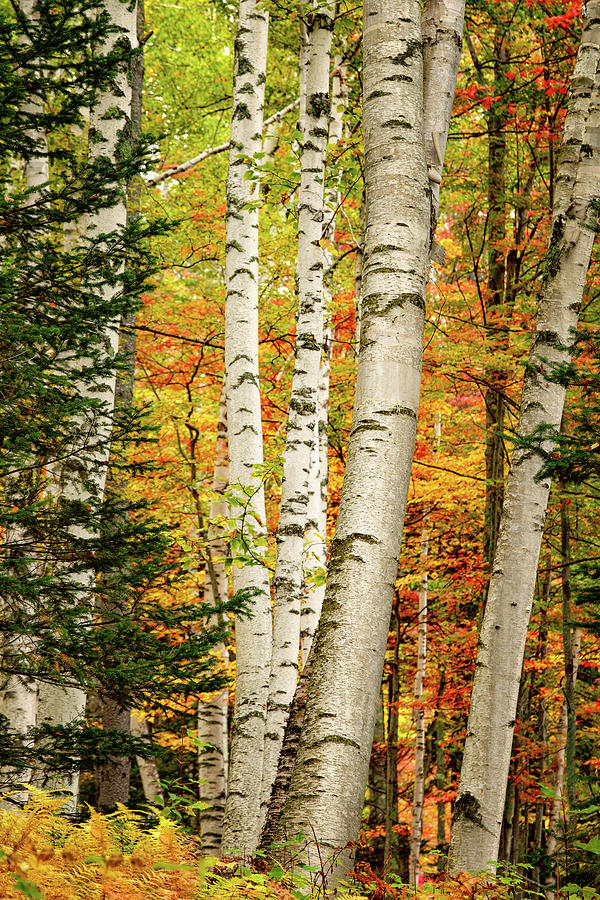 Autumn Birch Photograph by Jeff Sinon