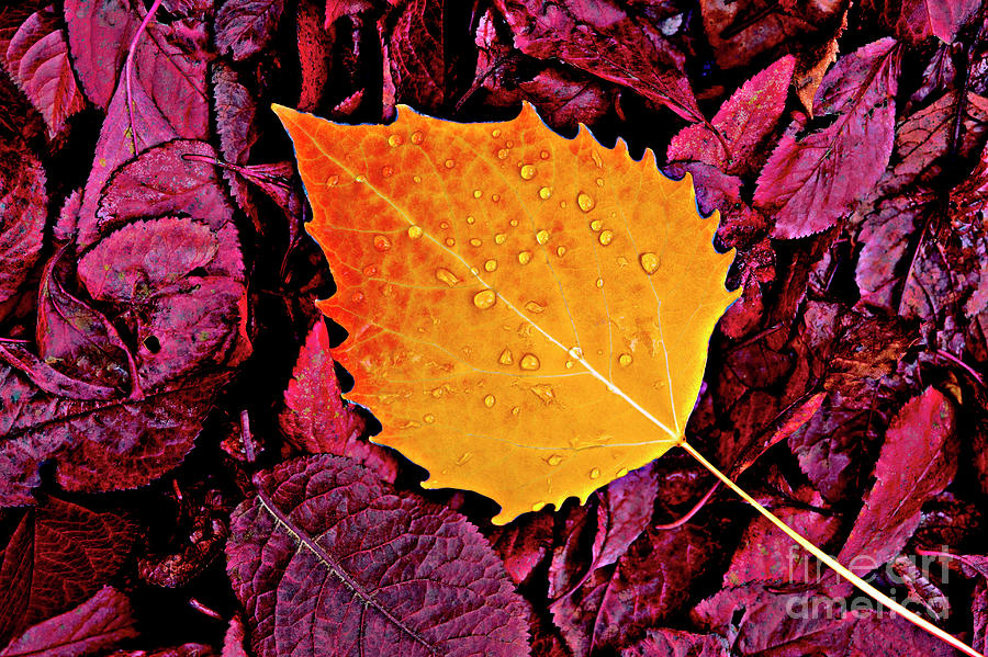 Autumn Birch Leaf Abstract Photograph by Jim Corwin