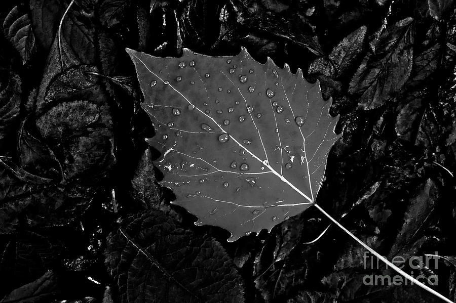 Autumn Birch Leaf  Photograph by Jim Corwin