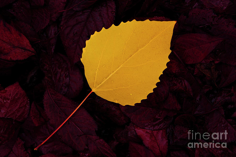 Autumn Birch Leaf on Forest Floor  Photograph by Jim Corwin