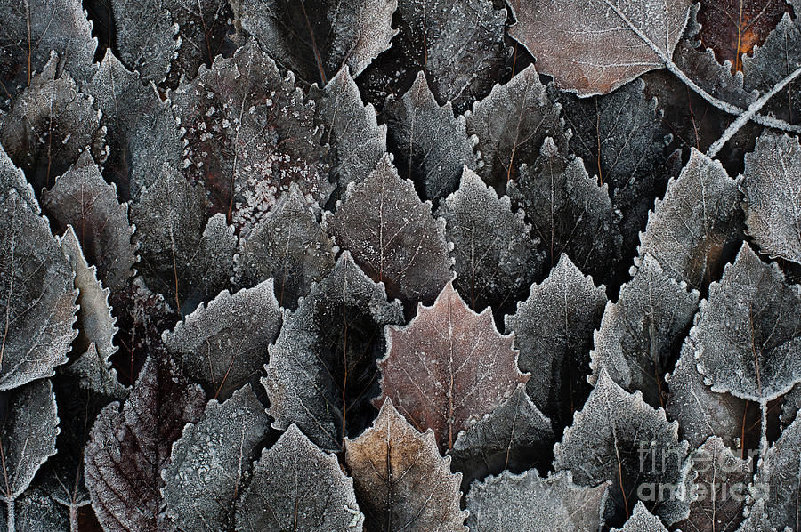 Autumn Birch Leaves With Frost Photograph by Jim Corwin