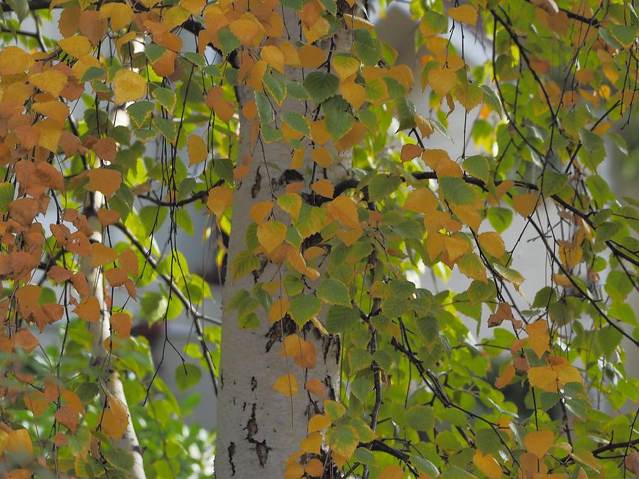 Autumn Birch Photograph by Richard Thomas