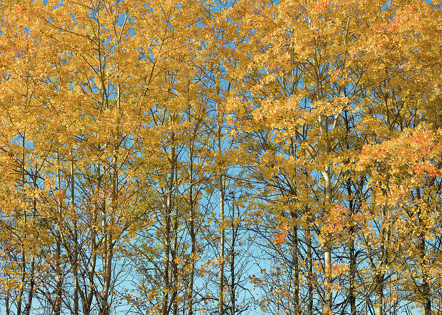 Autumn Birch Wall Photograph by Todd Klassy