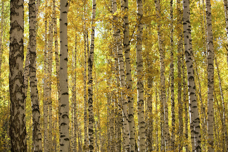 Autumn Birchwood Photograph by Luvo