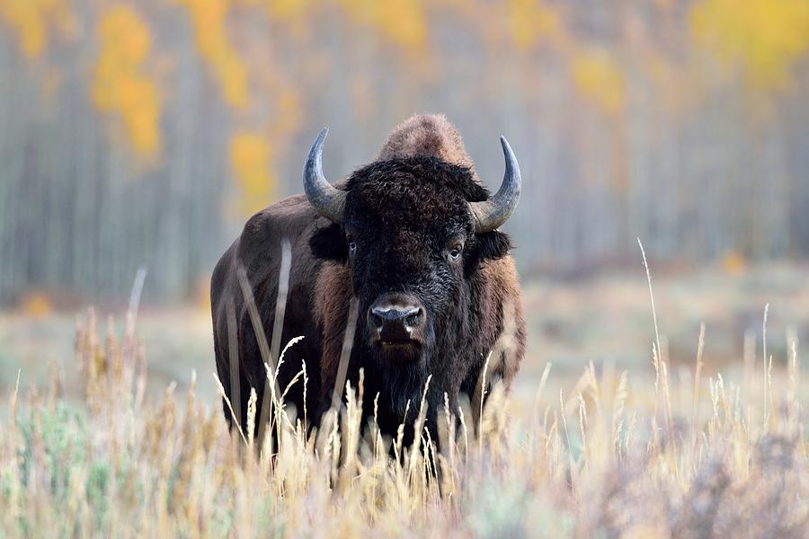Grand Teton National Park Photograph - Autumn Bison by Michael Morse