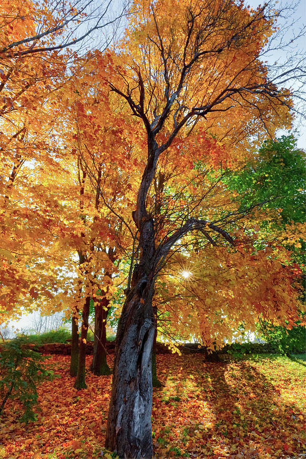 Autumn Blaze Photograph by Bill Wakeley