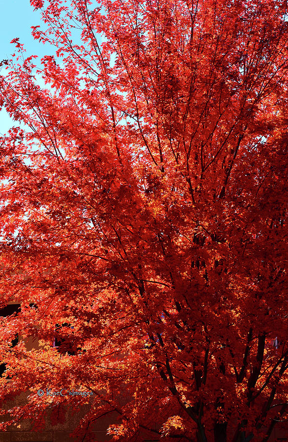 Autumn Blaze Photograph by Kae Cheatham