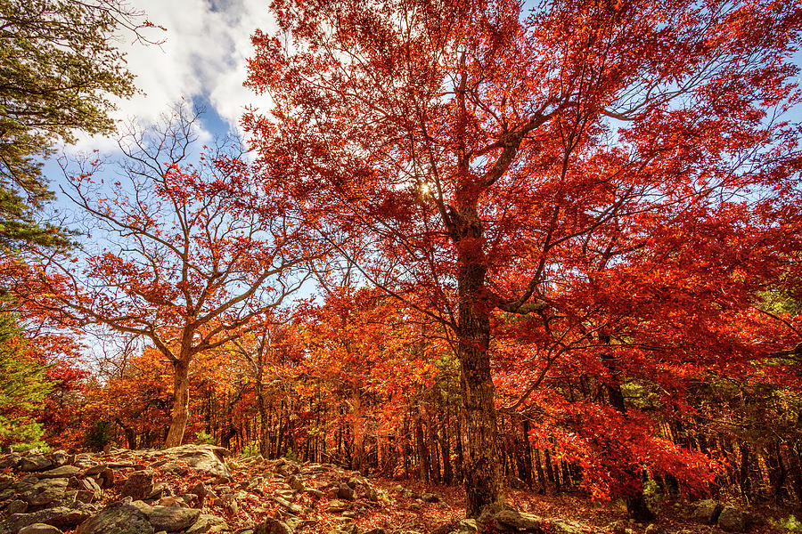 Autumn Blazes Photograph by Debra and Dave Vanderlaan