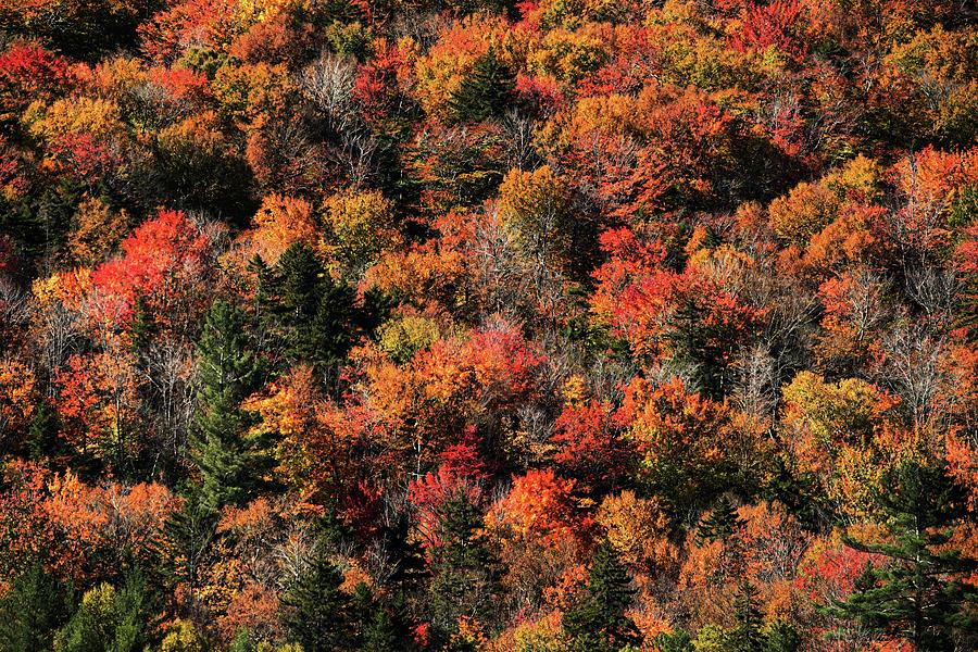 Autumn Blend Photograph