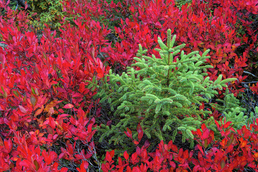 Autumn Blueberry And Spruce Tree Photograph by Jeff Foott