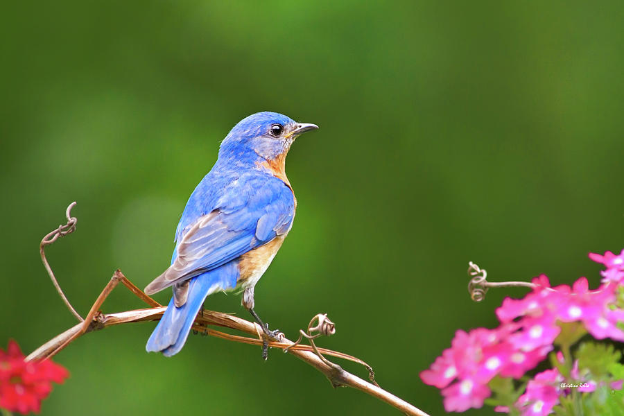 Bluebird Photograph - Autumn Bluebird by Christina Rollo
