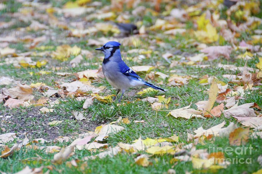 Autumn Bluejay Photograph by Sandra Updyke