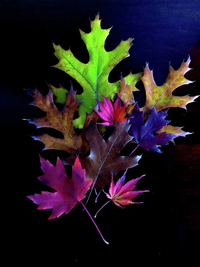 Autumn Bouquet Photograph by Linda Stern