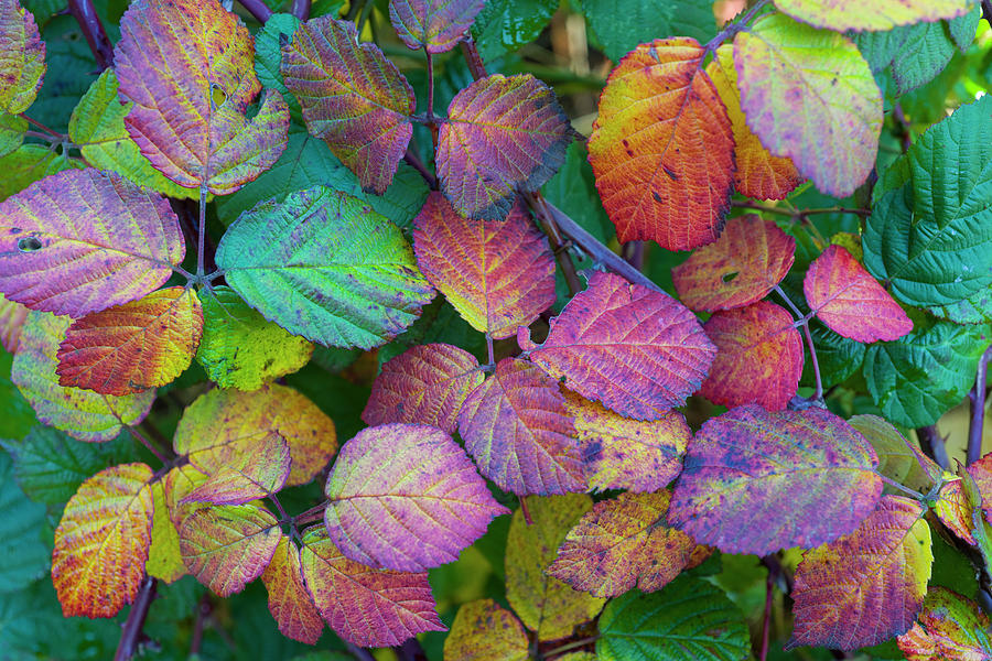 Autumn Bramble Leaves Hindringham, Norfolk, England Photograph by Gary ...