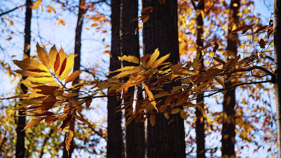Autumn Branch Backlit Photograph by Allan Van Gasbeck