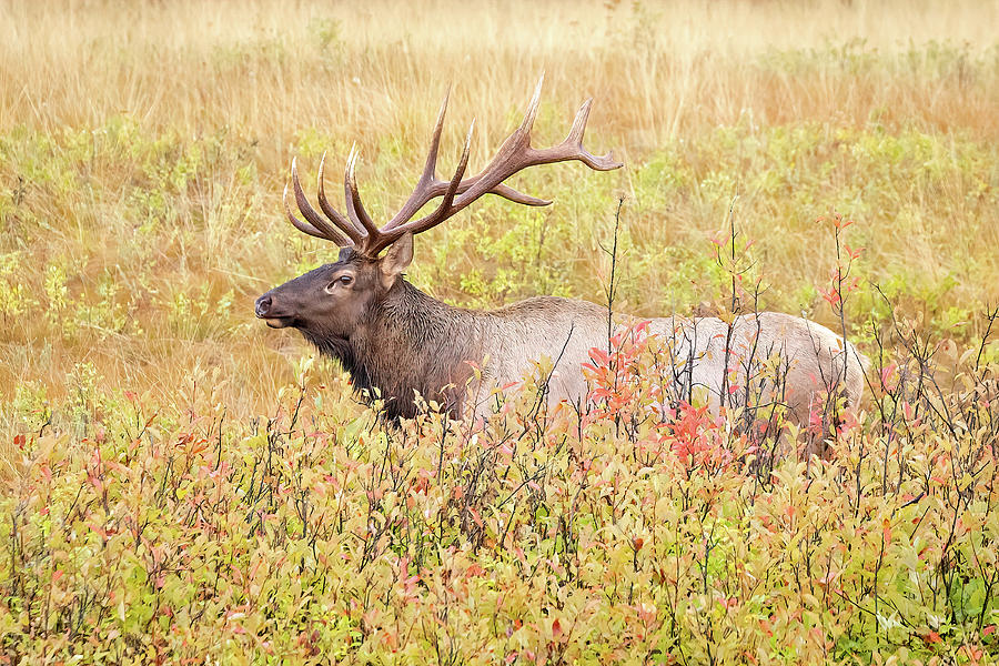 Autumn Bull Elk Photograph by Jack Bell