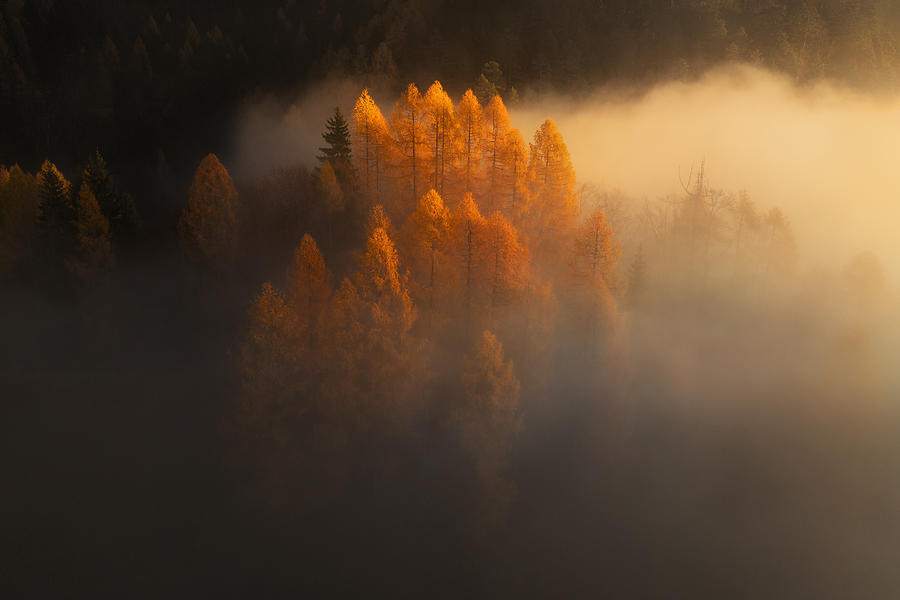 Autumn Burst Photograph by Ales Krivec