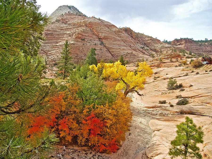 Autumn Bushes from Zion-Mount Carmel Highway in Zion National Park, Utah Photograph by Ruth Hager