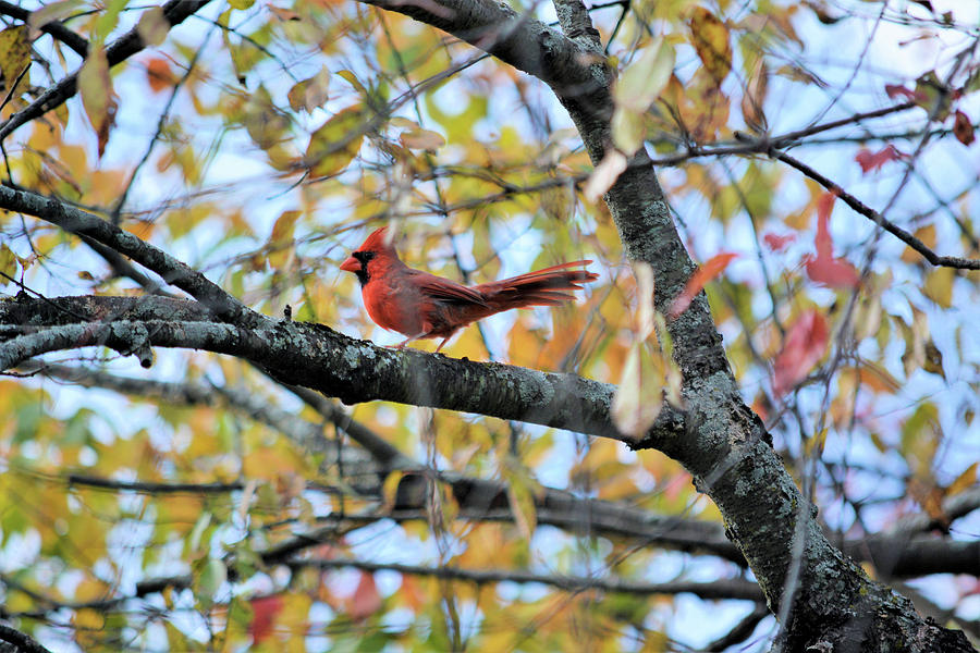Autumn Cardinal Photograph
